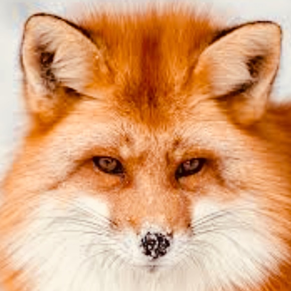 🦊Meet your Posher BETH STARR🦊!! - Picture 6 of 6